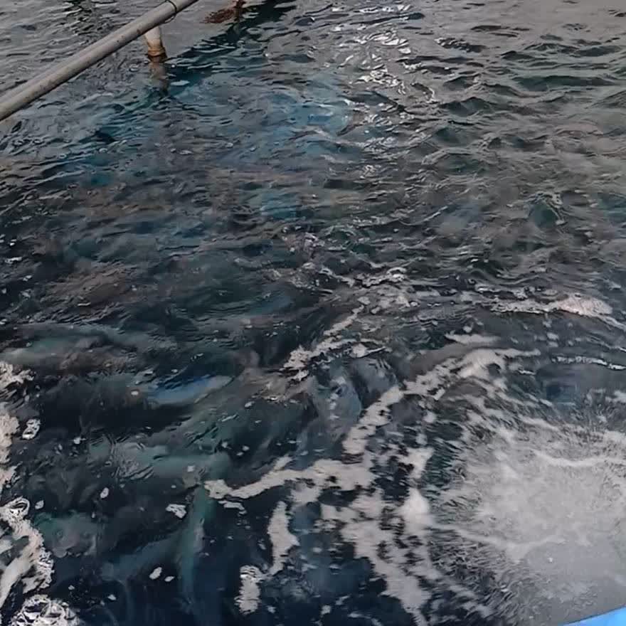 プール槽で泳ぐ魚