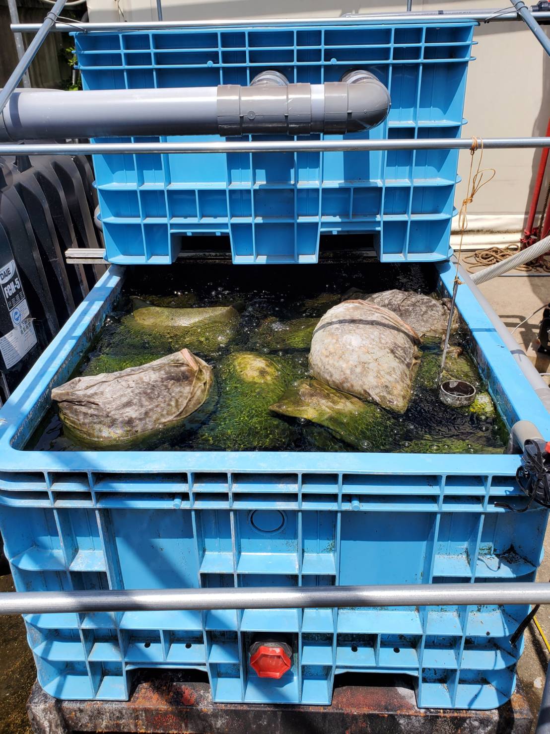 独自の排水設備