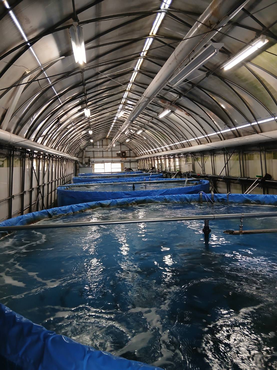 ひらやま式陸上養殖システムのプール