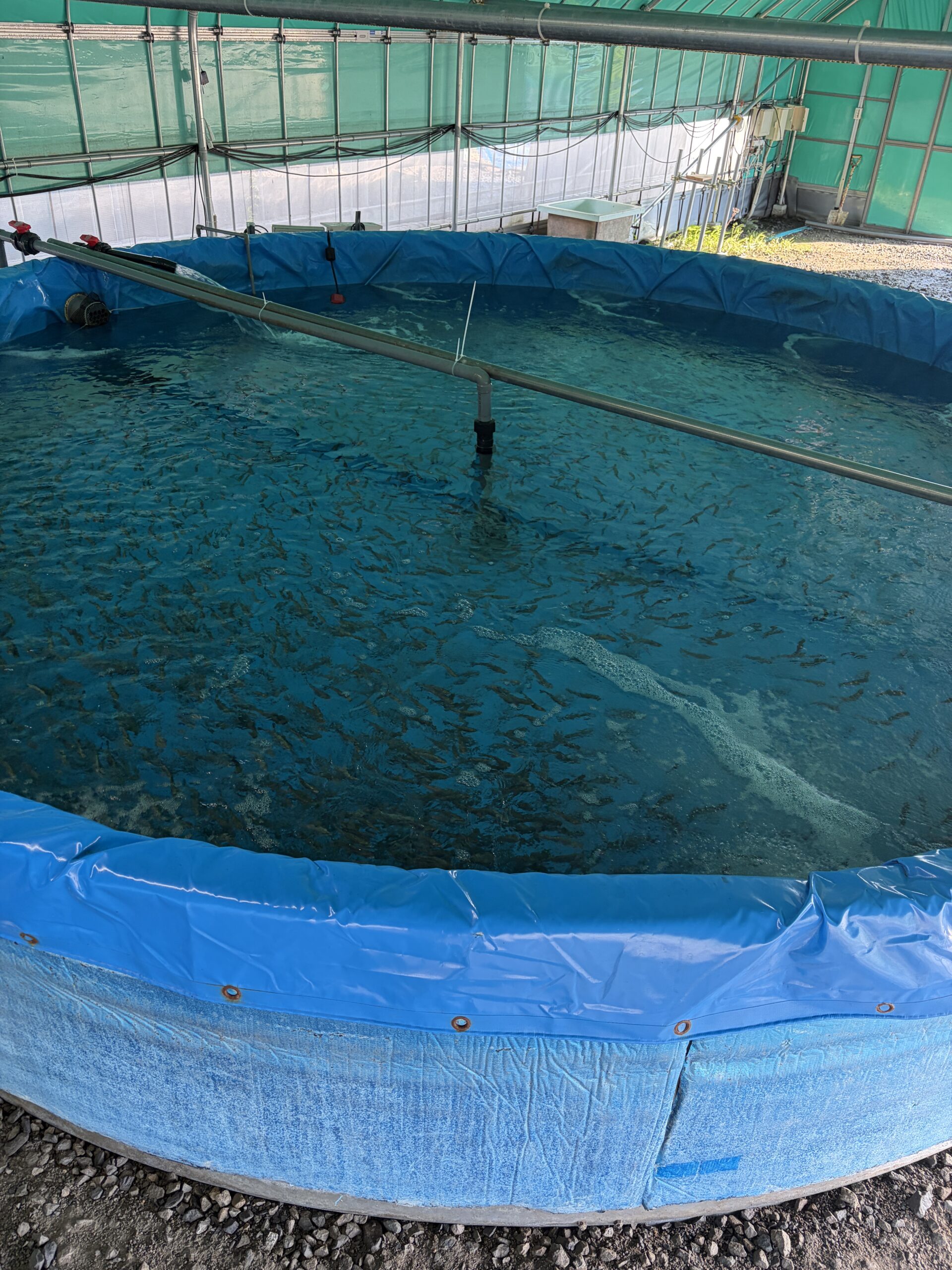 置き型タイプの養殖プール